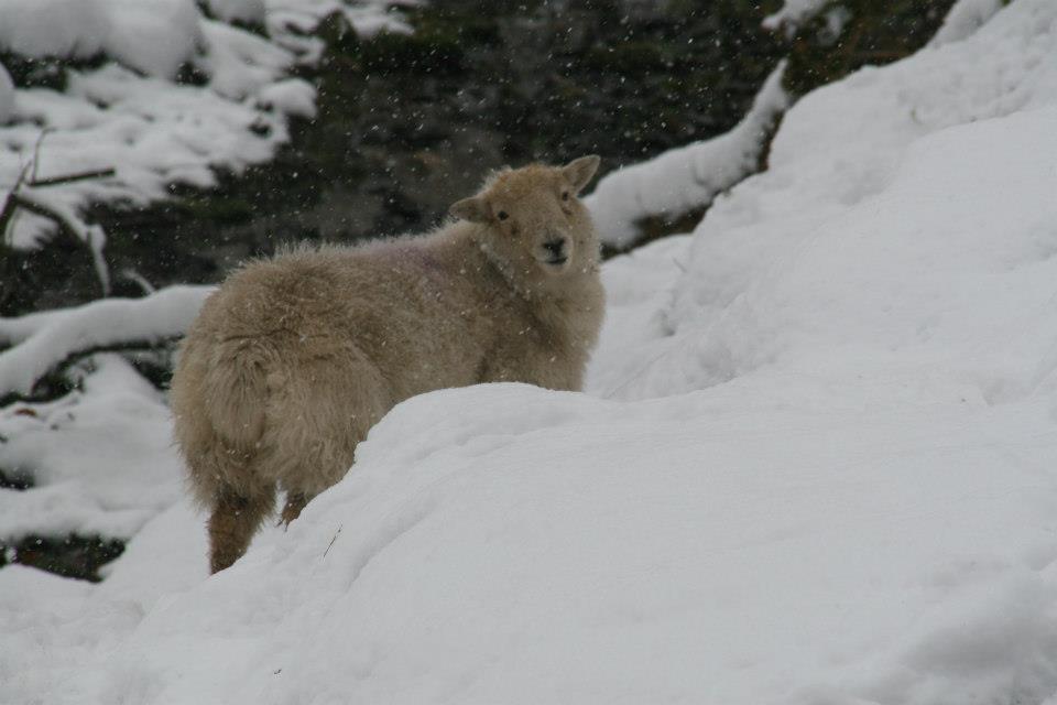 sheep snow